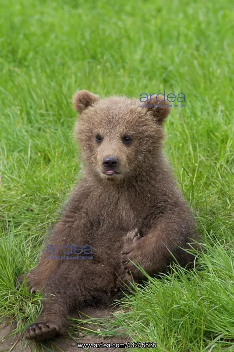  : European Brown Bear cub
