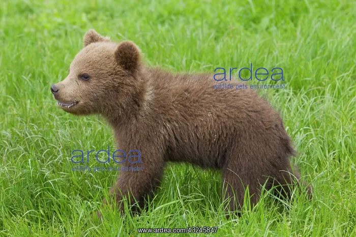  : European Brown Bear cub