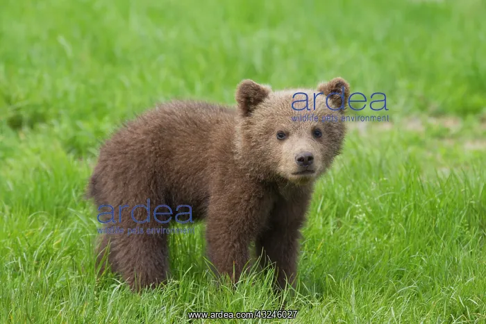  : European Brown Bear cub