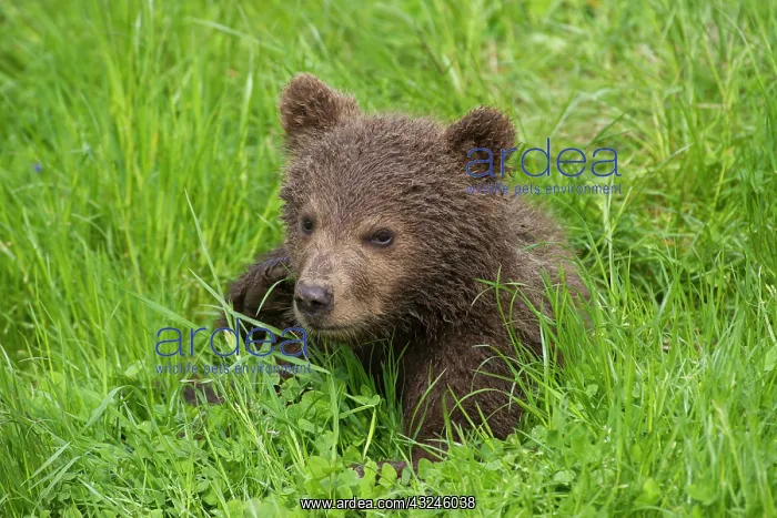  : European Brown Bear cub
