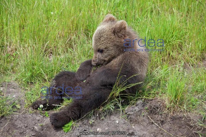  : European Brown Bear cub