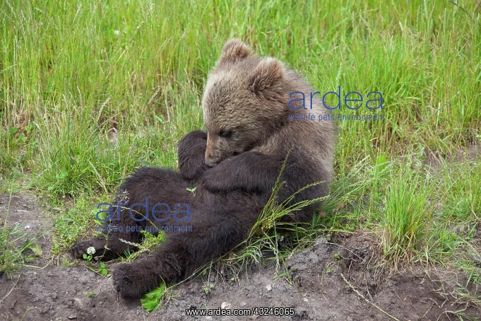  : European Brown Bear cub