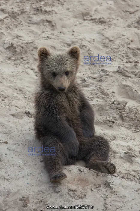  : European Brown Bear cub