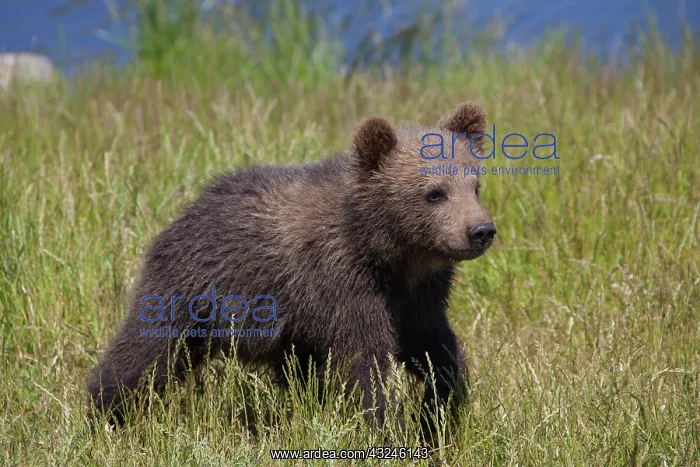  : European Brown Bear cub