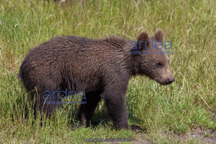  : European Brown Bear cub