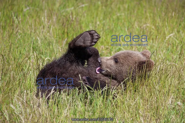  : European Brown Bear cub