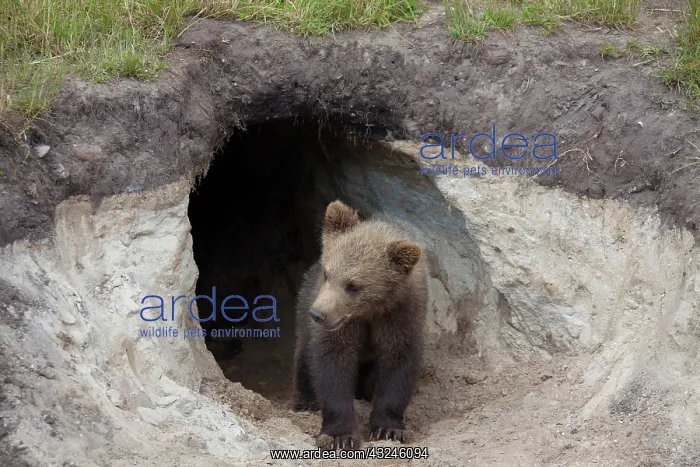 : European Brown Bear cub standing at entrance to den : European Brown Bear cub standing at entrance to den