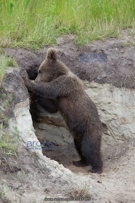 : European Brown Bear cub standing at entrance to den : European Brown Bear cub standing at entrance to den