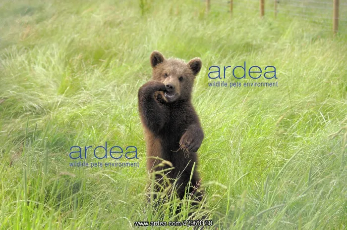 : European Brown Bear - cub standing upright : European Brown Bear - cub standing upright