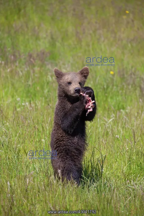 : European Brown Bear cub standing upright and eating : European Brown Bear cub standing upright and eating
