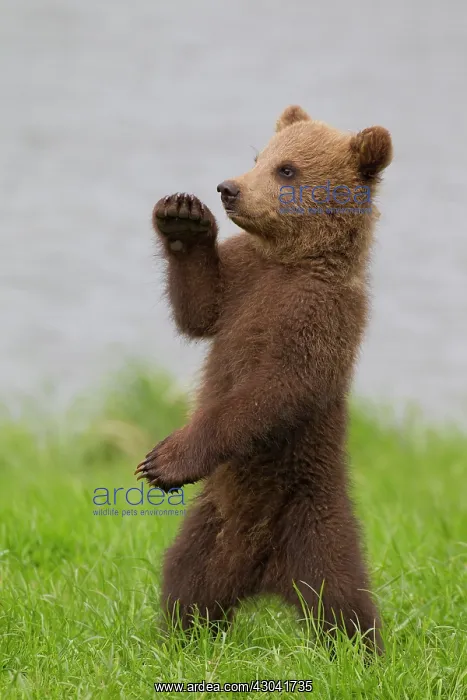 : European Brown Bear cub standing upright in grass : European Brown Bear cub standing upright in grass