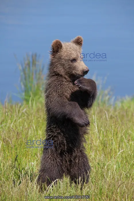 : European Brown Bear cub standing upright in grass : European Brown Bear cub standing upright in grass