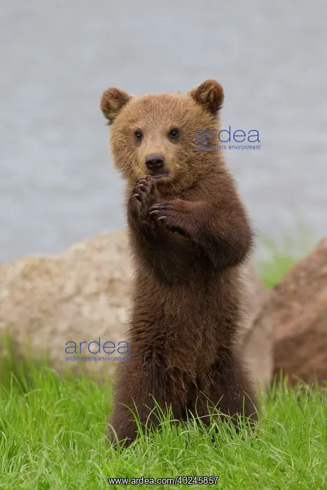 : European Brown Bear cub standing upright in grass : European Brown Bear cub standing upright in grass