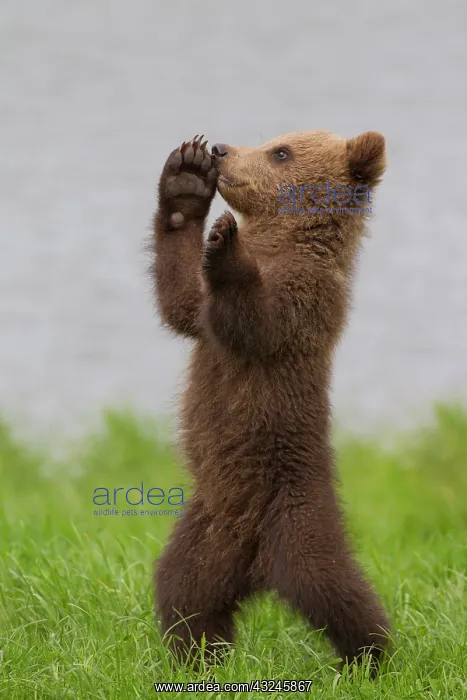  : European Brown Bear cub standing upright in grass