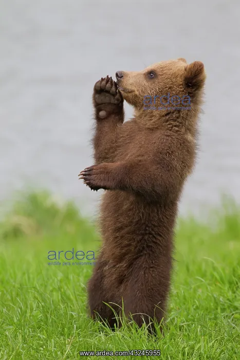 : European Brown Bear cub standing upright in grass : European Brown Bear cub standing upright in grass