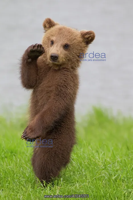 : European Brown Bear cub standing upright in grass : European Brown Bear cub standing upright in grass