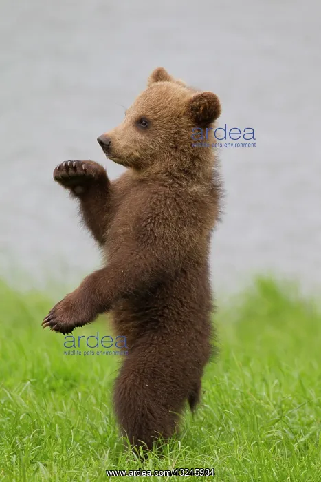 : European Brown Bear cub standing upright in grass : European Brown Bear cub standing upright in grass