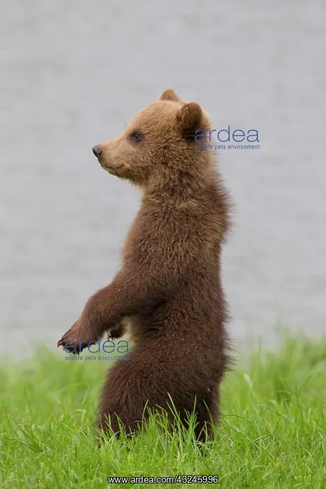 : European Brown Bear cub standing upright in grass : European Brown Bear cub standing upright in grass