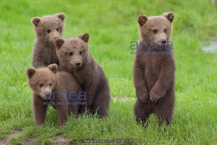  : European Brown Bear cubs