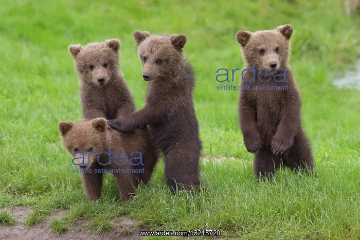  : European Brown Bear cubs