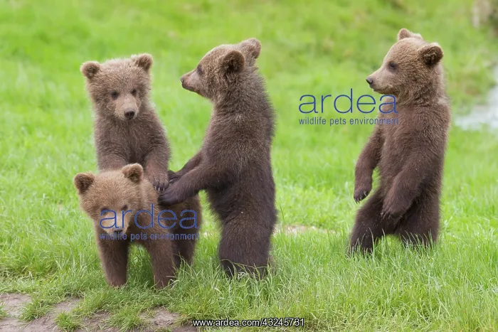  : European Brown Bear cubs