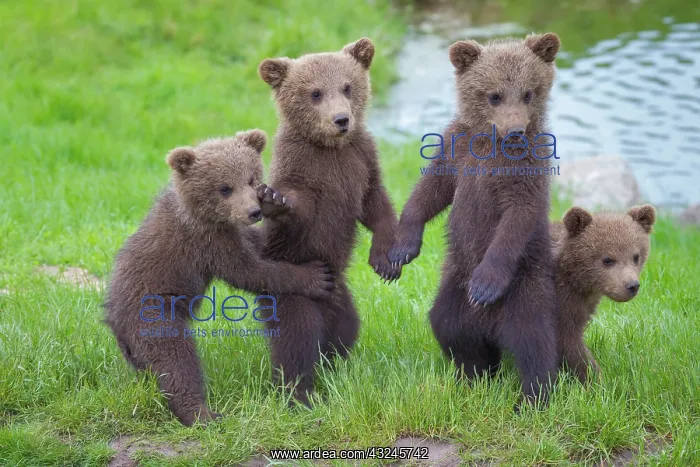  : European Brown Bear cubs
