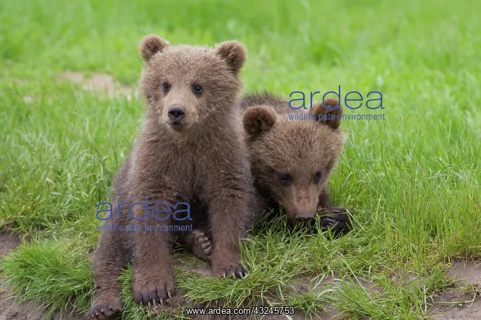  : European Brown Bear cubs