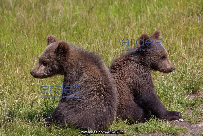  : European Brown Bear two cubs