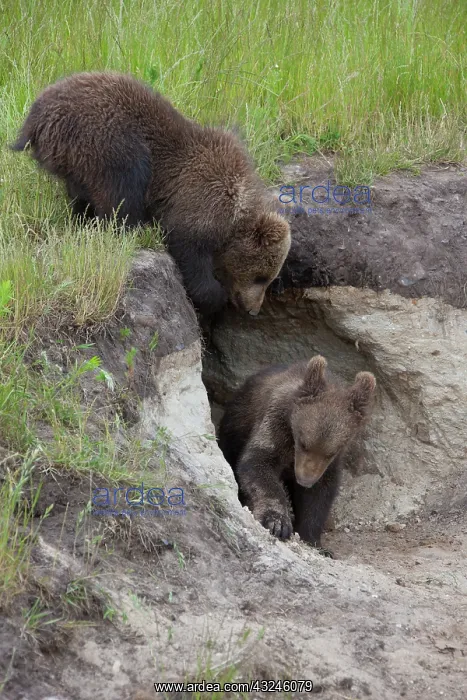: European Brown Bear cubs standing in entrance to den : European Brown Bear cubs standing in entrance to den