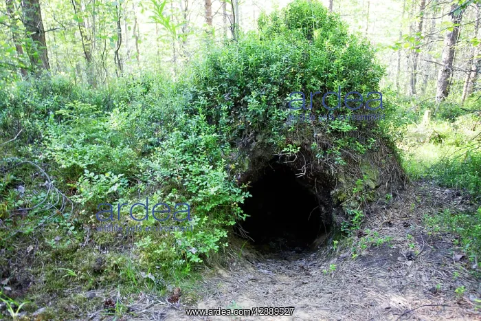 : European Brown Bear - den : European Brown Bear - den
