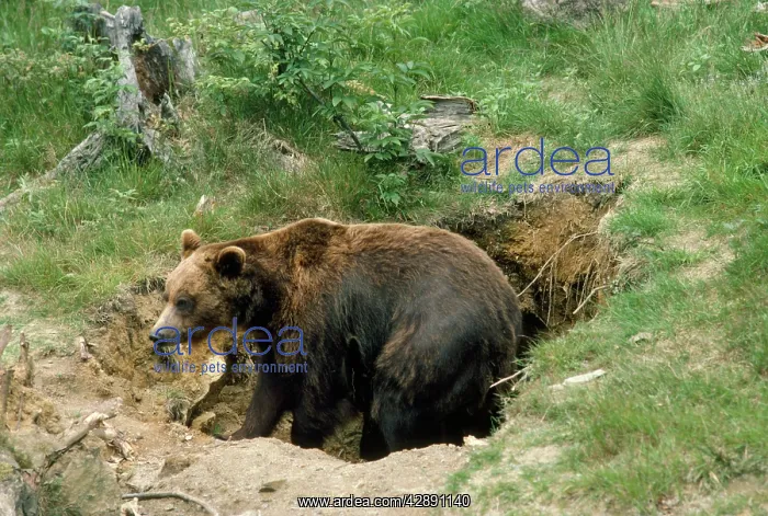 : European Brown Bear - in den : European Brown Bear - in den