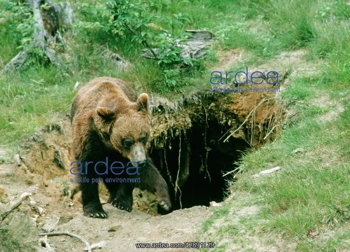 : European Brown Bear - emerging from den : European Brown Bear - emerging from den