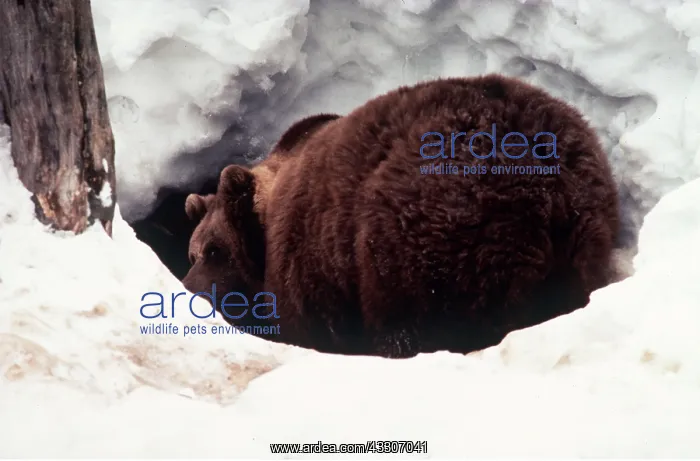 : European BROWN BEAR - entering den in snow : European BROWN BEAR - entering den in snow