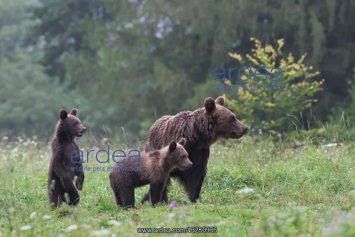 : European brown bear or Eurasian brown bear (Ursus : European brown bear or Eurasian brown bear (Ursus