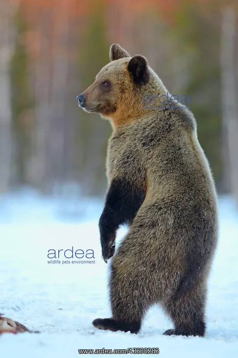 : European Brown Bear, european brown bears (Ursus : European Brown Bear, european brown bears (Ursus