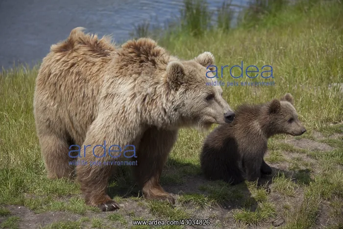 : European Brown Bear - female with a cub - Sweden : European Brown Bear - female with a cub - Sweden