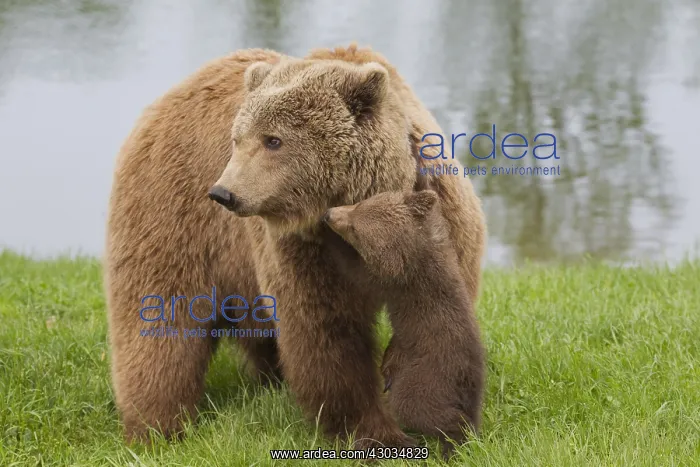 : European Brown Bear - female with a cub - Sweden : European Brown Bear - female with a cub - Sweden