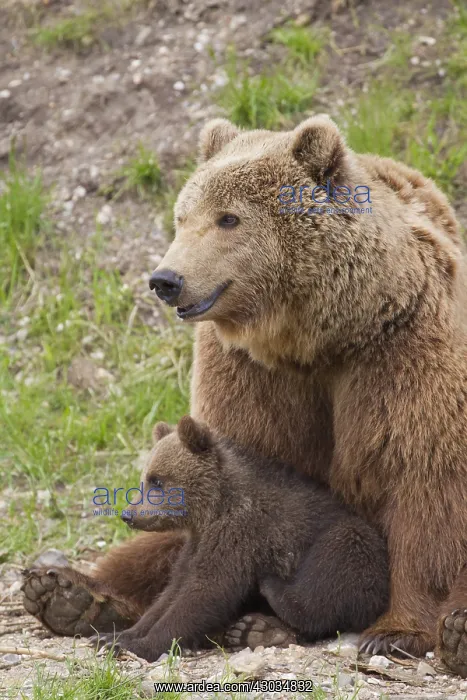 : European Brown Bear - female with a cub - Sweden : European Brown Bear - female with a cub - Sweden