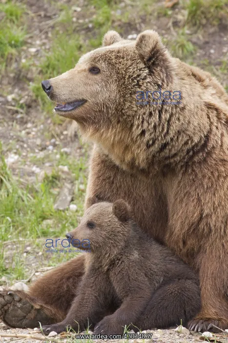 : European Brown Bear - female with a cub - Sweden : European Brown Bear - female with a cub - Sweden
