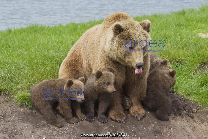 : European Brown Bear - female with a cubs - Sweden : European Brown Bear - female with a cubs - Sweden