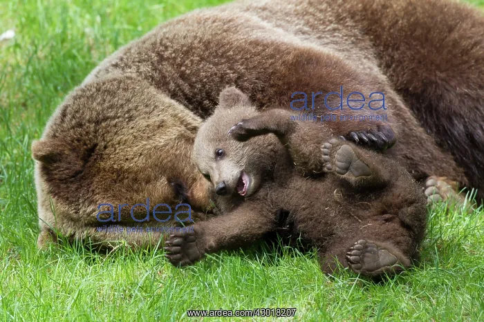 : European Brown Bear female plays with a cub : European Brown Bear female plays with a cub