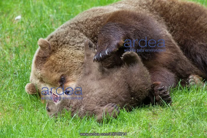 : European Brown Bear female plays with a cub : European Brown Bear female plays with a cub