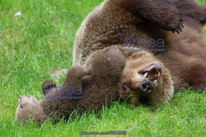 : European Brown Bear female plays with a cub : European Brown Bear female plays with a cub