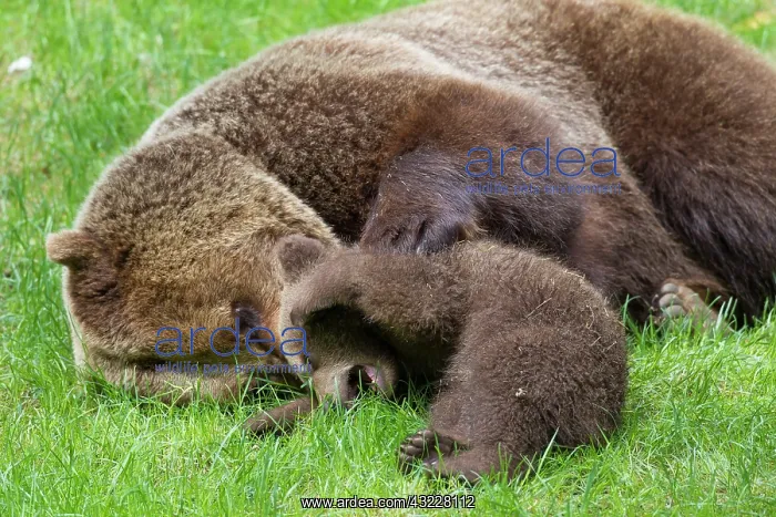  : European Brown Bear female plays with a cub