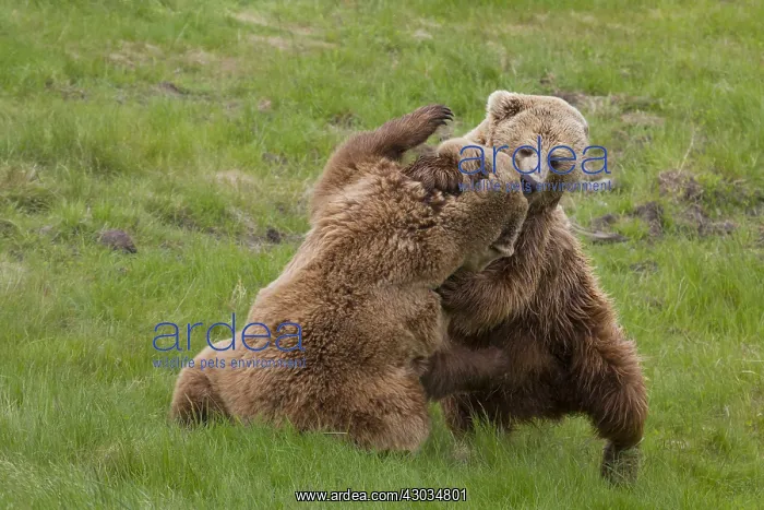 : European Brown Bear - fighting females - Sweden : European Brown Bear - fighting females - Sweden