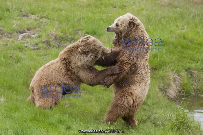 : European Brown Bear - fighting females - Sweden : European Brown Bear - fighting females - Sweden