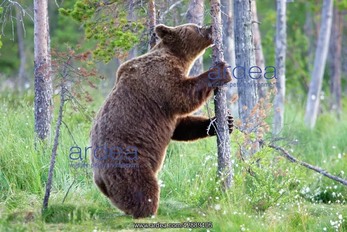: European Brown Bear - foraging for insects to eat : European Brown Bear - foraging for insects to eat