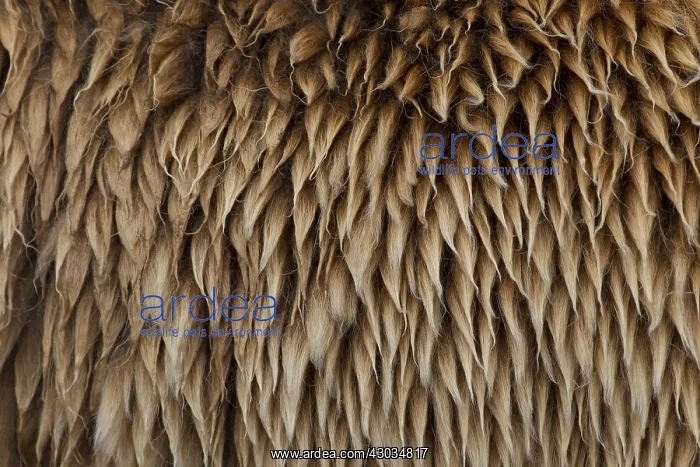 : European Brown Bear - fur - Sweden : European Brown Bear - fur - Sweden
