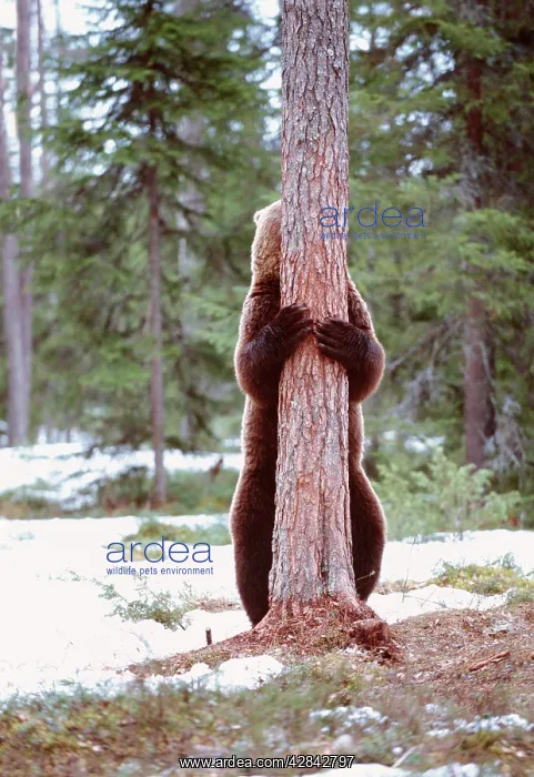 : European Brown BEAR - Hugging tree : European Brown BEAR - Hugging tree