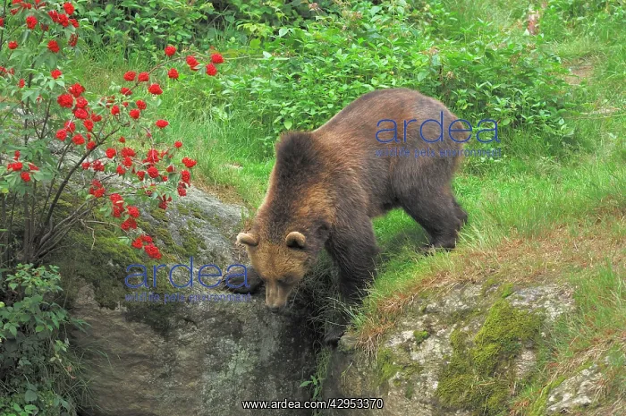 : European Brown Bear - male : European Brown Bear - male
